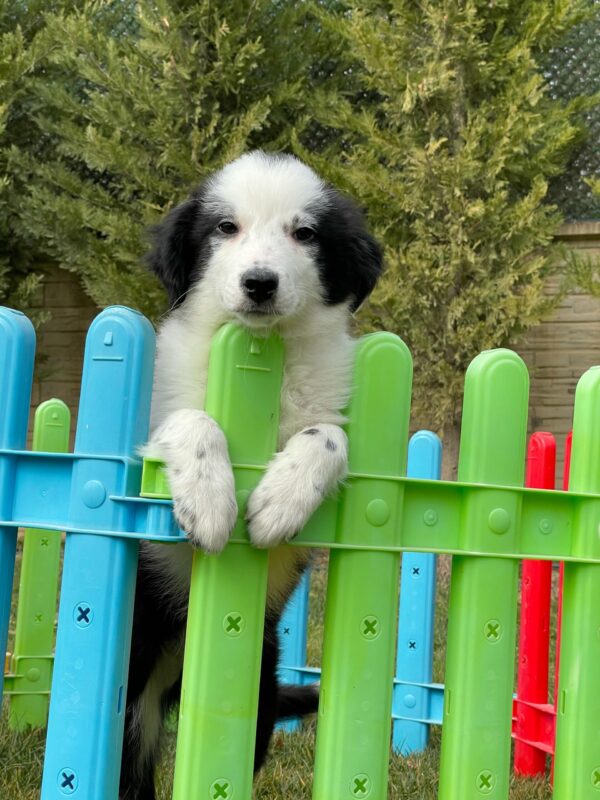 Siyah-Beyaz Border Collie - Görsel 5