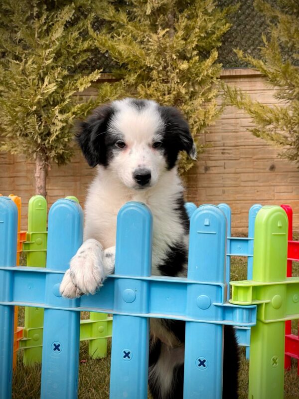 Siyah-Beyaz Border Collie - Görsel 6