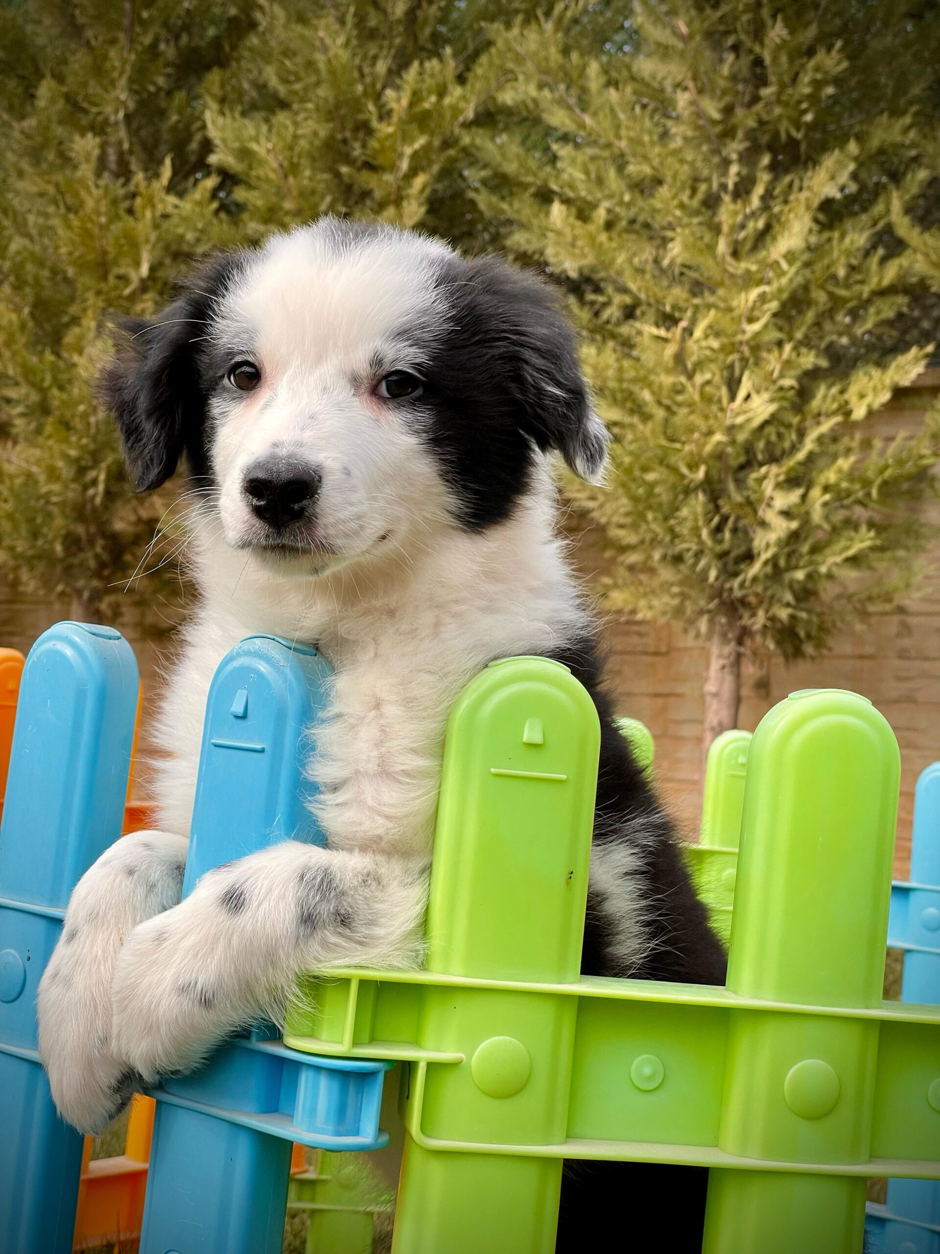 Siyah-Beyaz Border Collie - Görsel 7