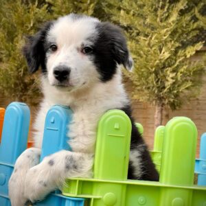 Siyah-Beyaz Border Collie