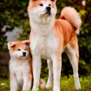 Japon Akita İnu