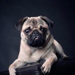 Pug