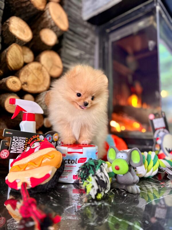 White Pomeranian Yavrularımız - Görsel 2