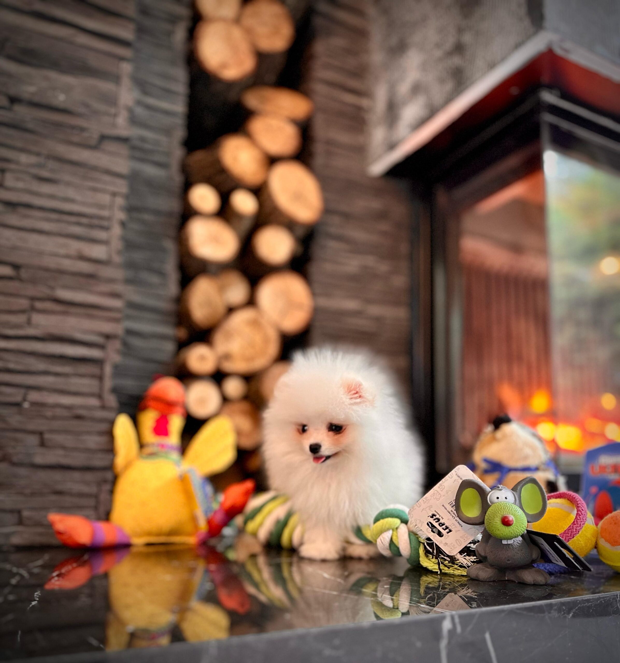 White Pomeranian Yavrularımız - Görsel 2