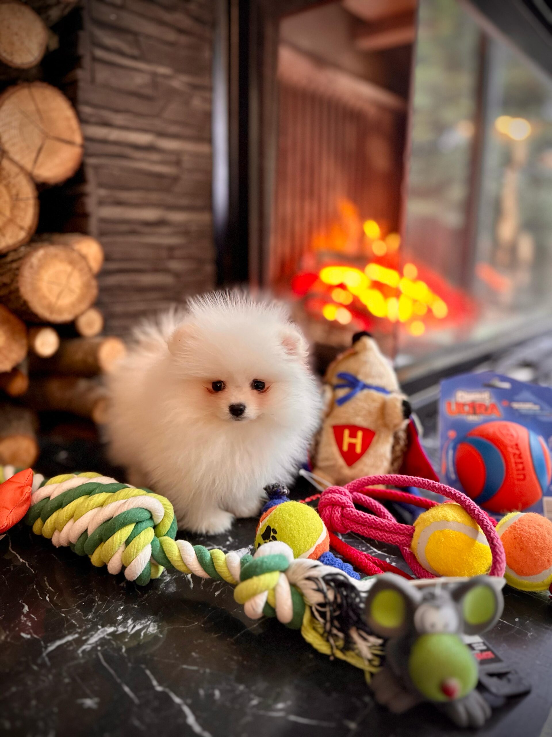White Pomeranian Yavrularımız - Görsel 3