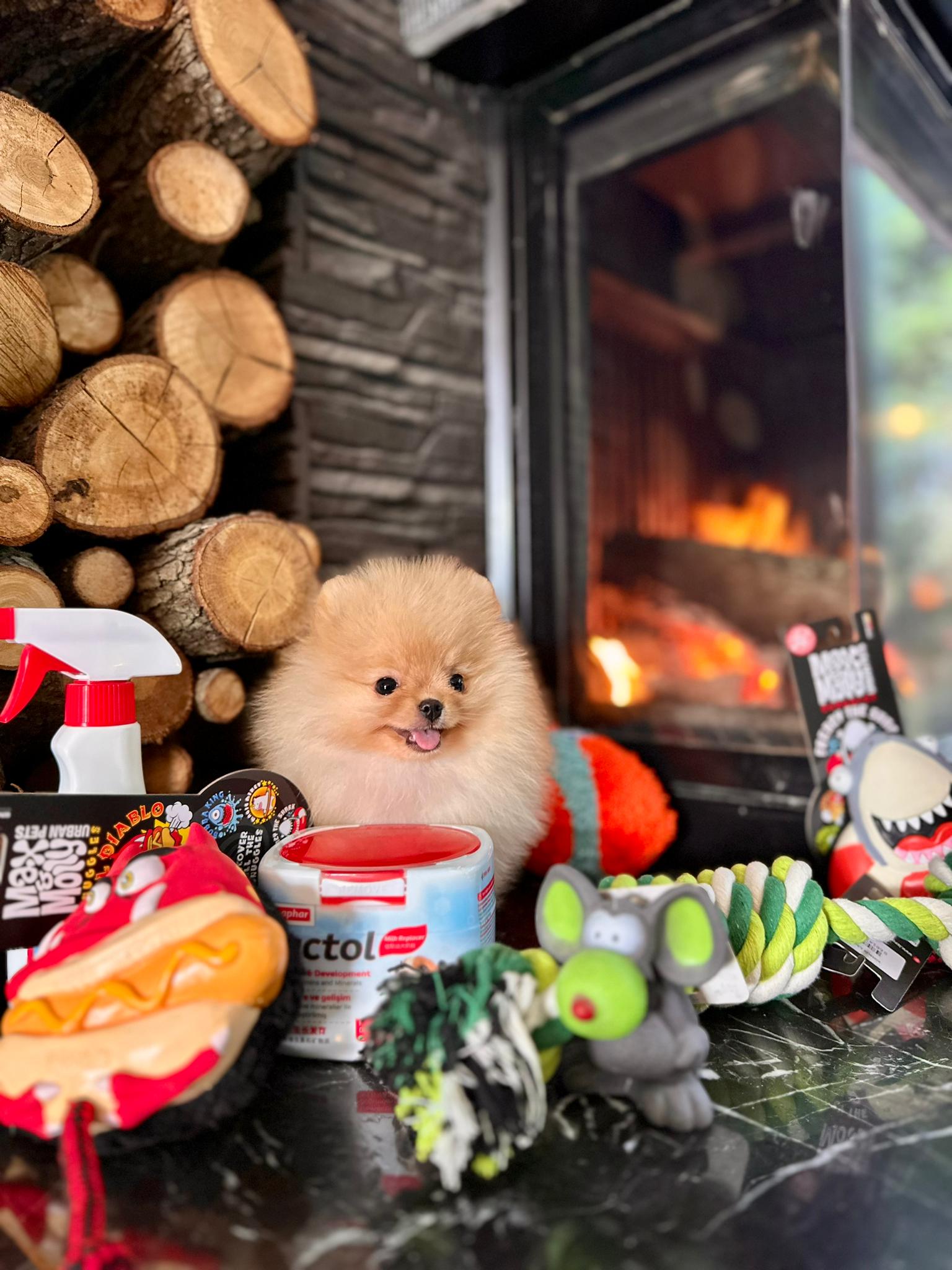 White Pomeranian Yavrularımız - Görsel 3