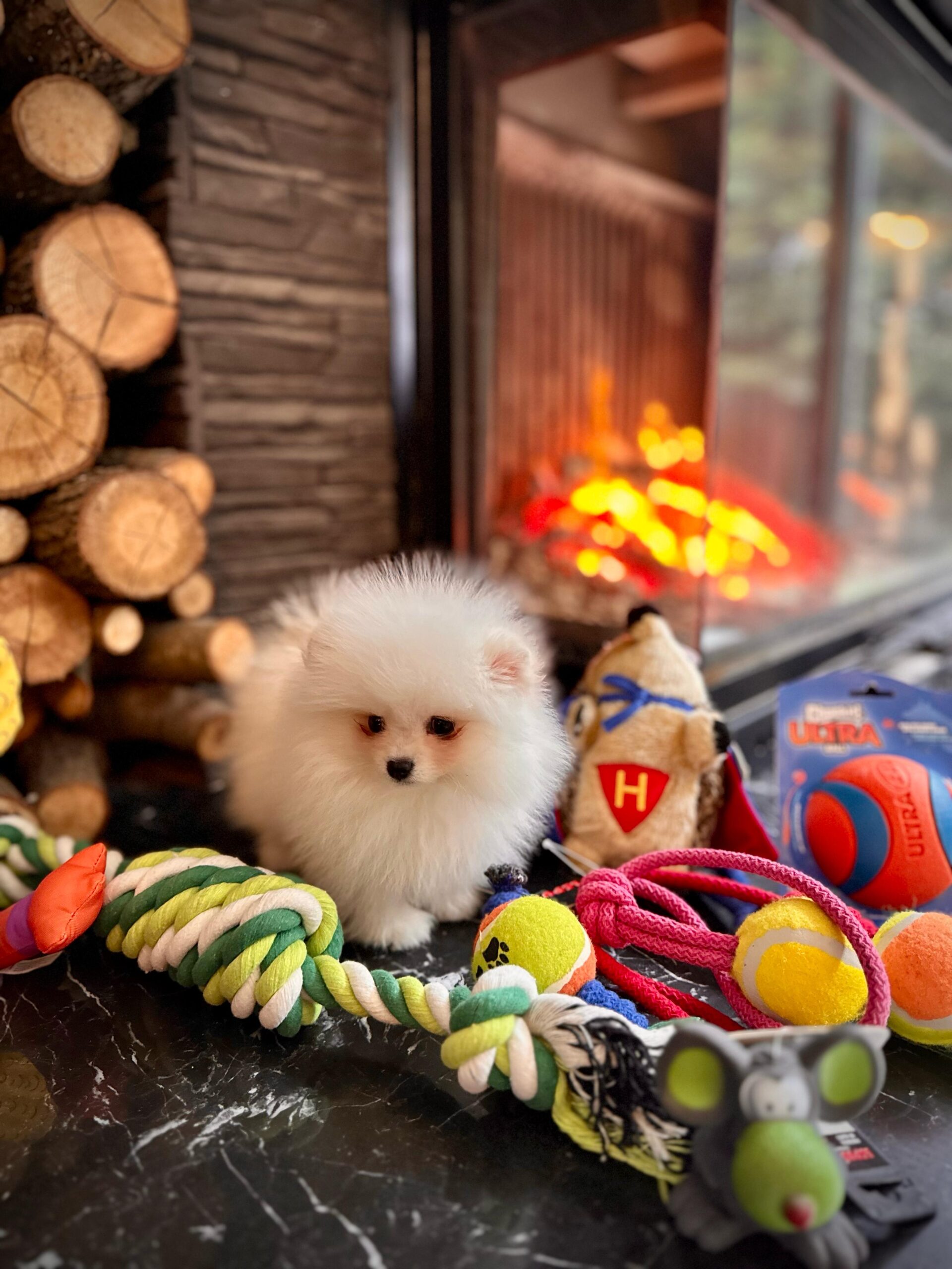 White Pomeranian Yavrularımız - Görsel 5
