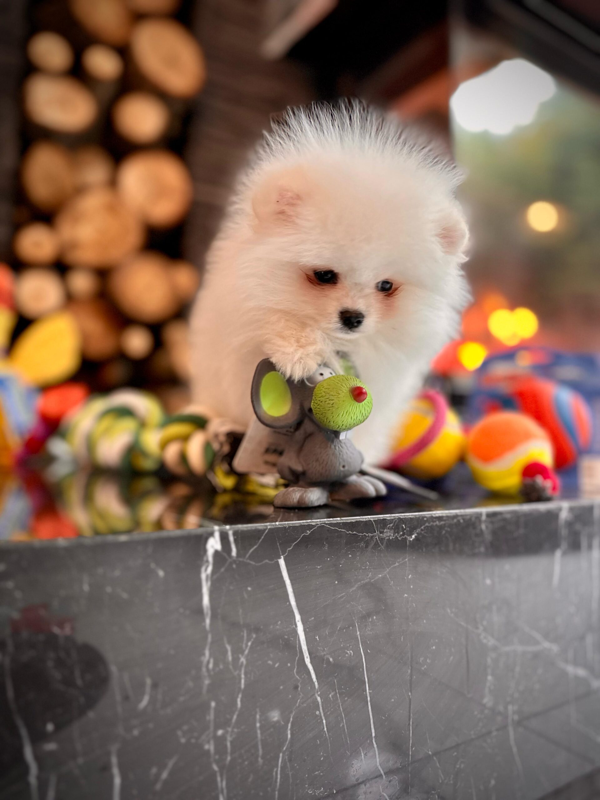 White Pomeranian Yavrularımız - Görsel 6