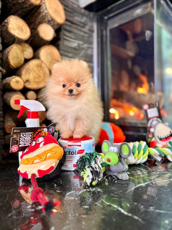 White Pomeranian Yavrularımız