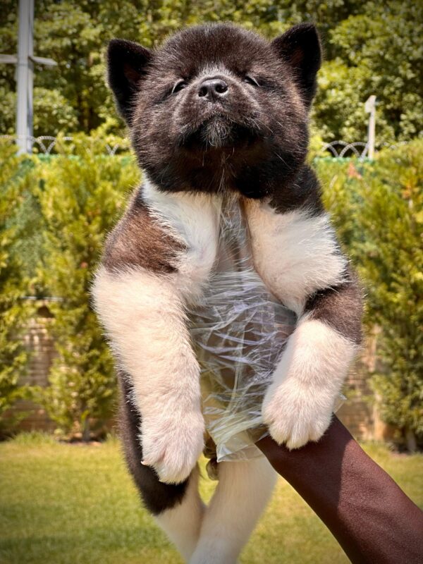American Akita-İnu Yavrularımız - Görsel 4