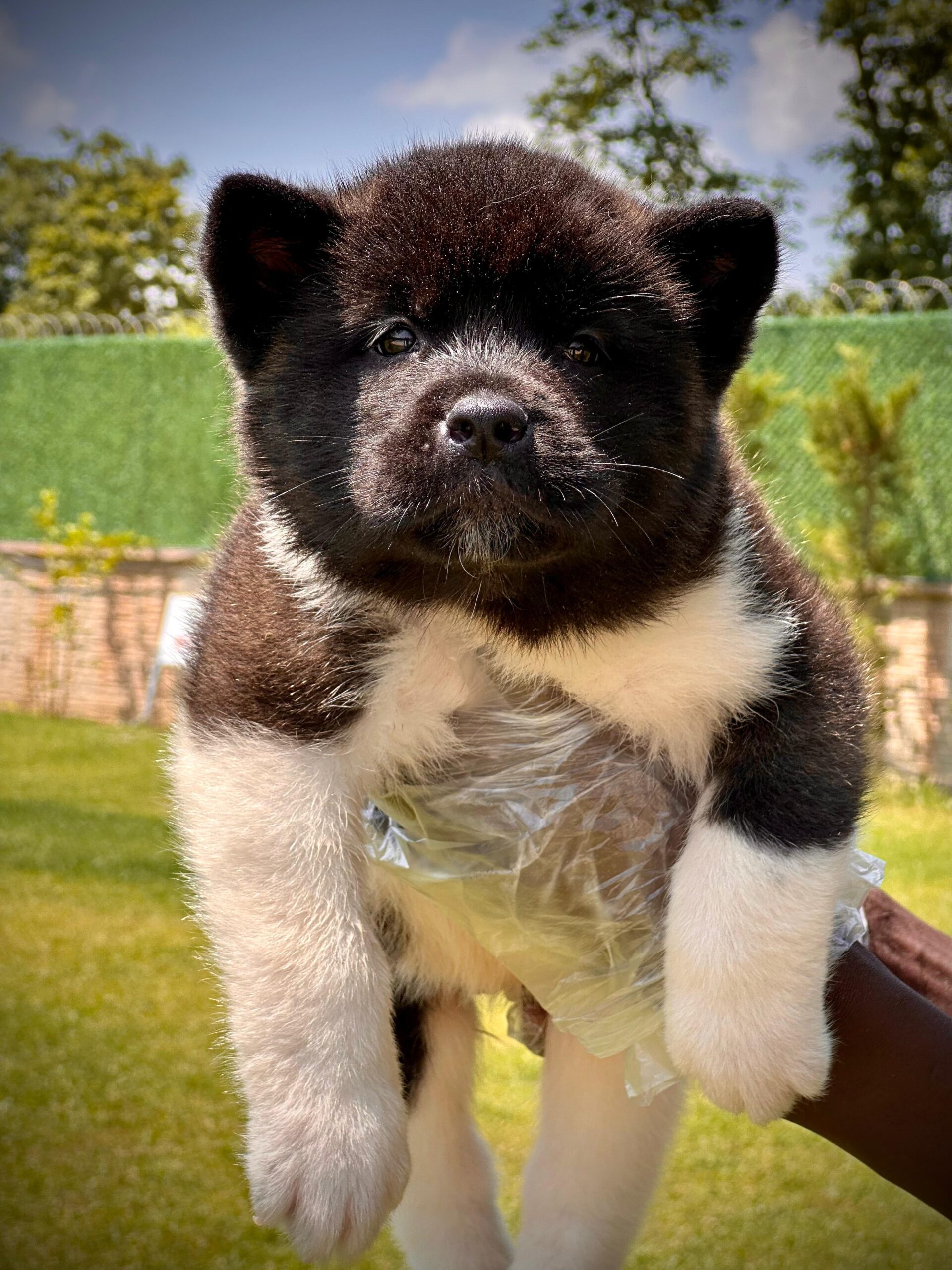 American Akita-İnu Yavrularımız - Görsel 2