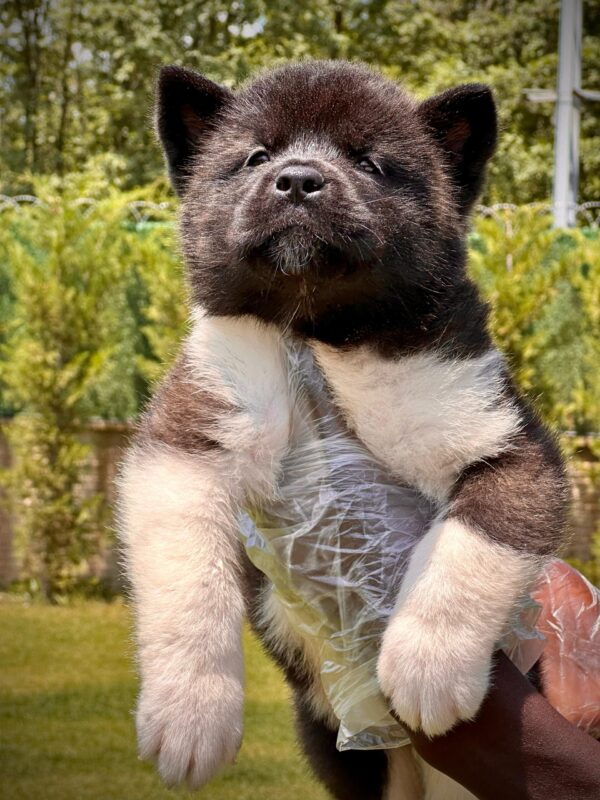 American Akita-İnu Yavrularımız - Görsel 3