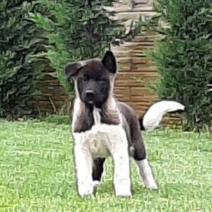Amerikan Akita İnu