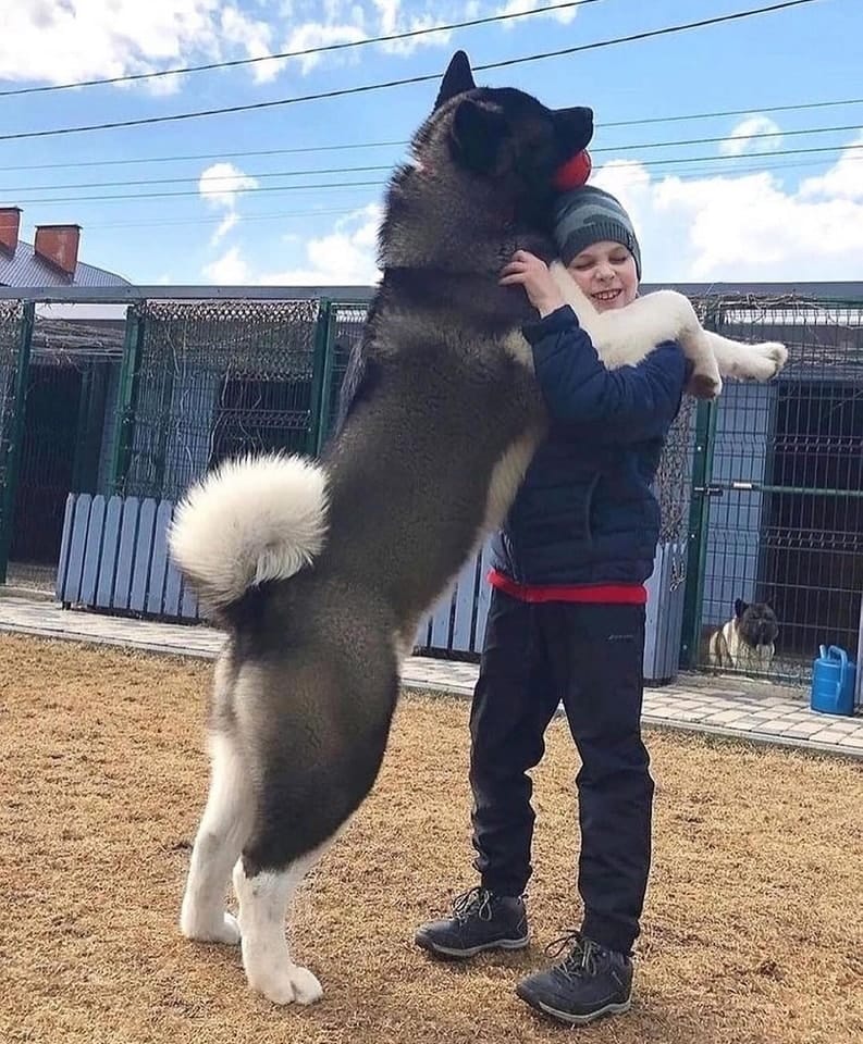 Amerikan Akita İnu