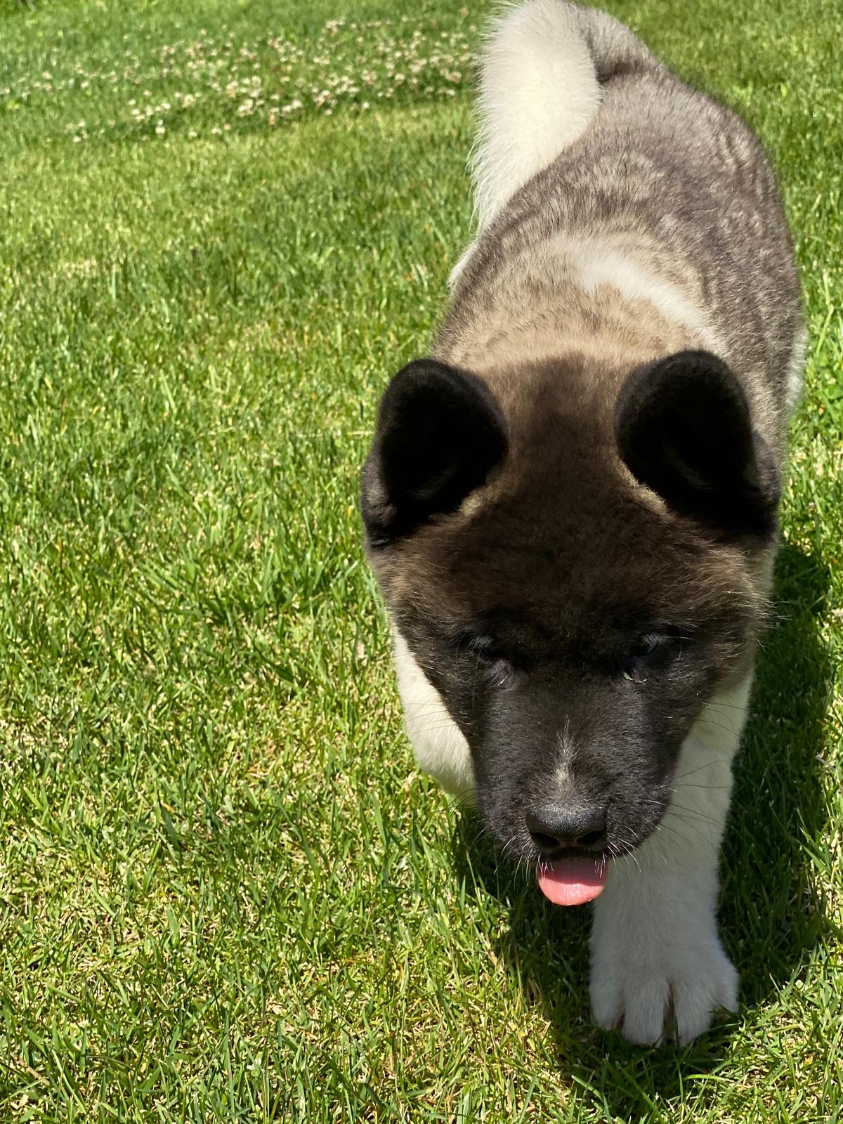 Amerikan Akita İnu