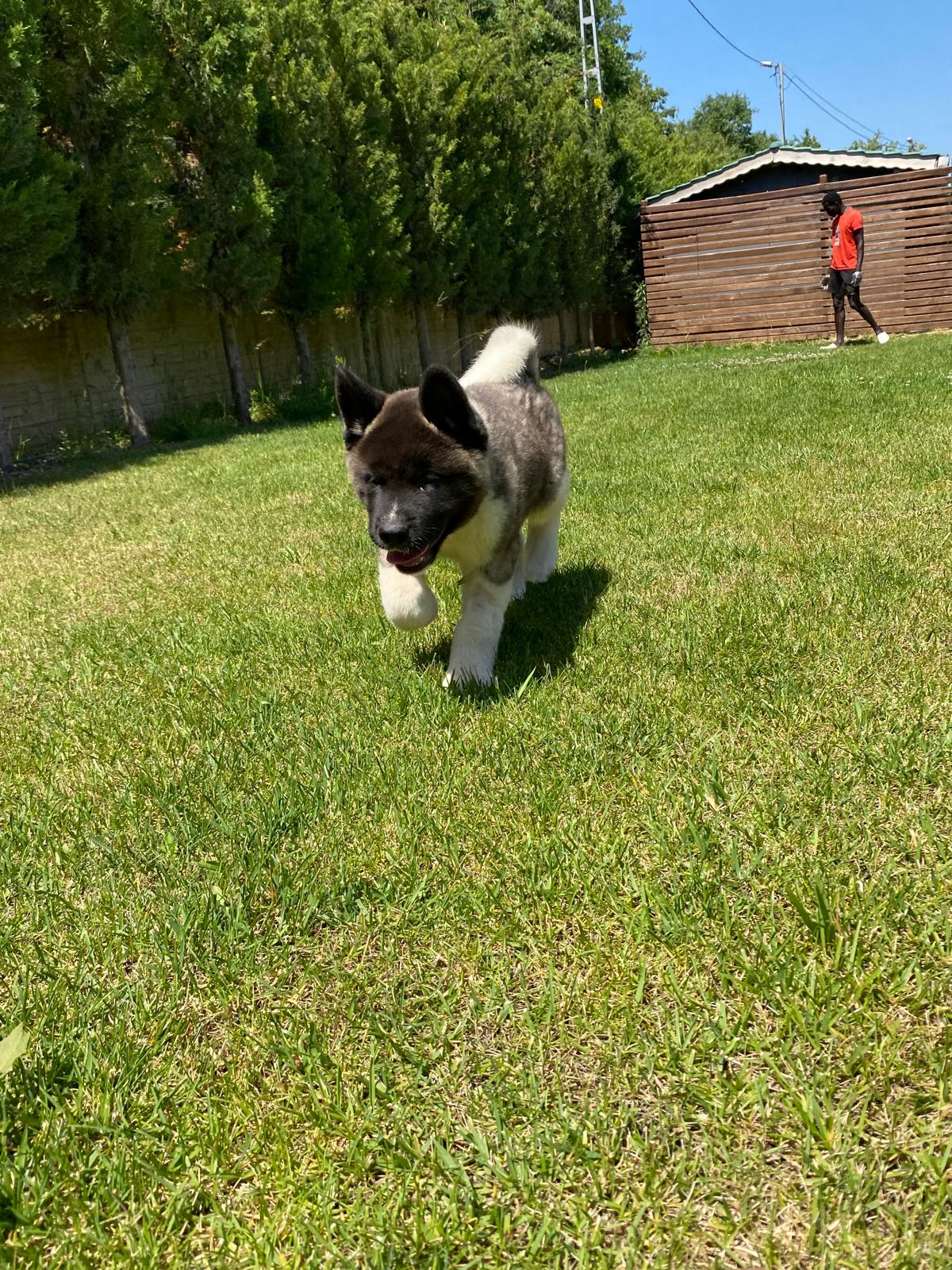 Amerikan Akita İnu - Görsel 4