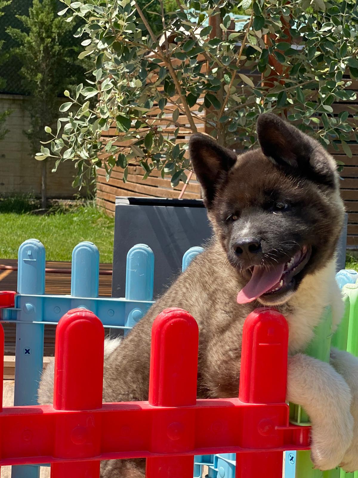 Amerikan Akita İnu - Görsel 3