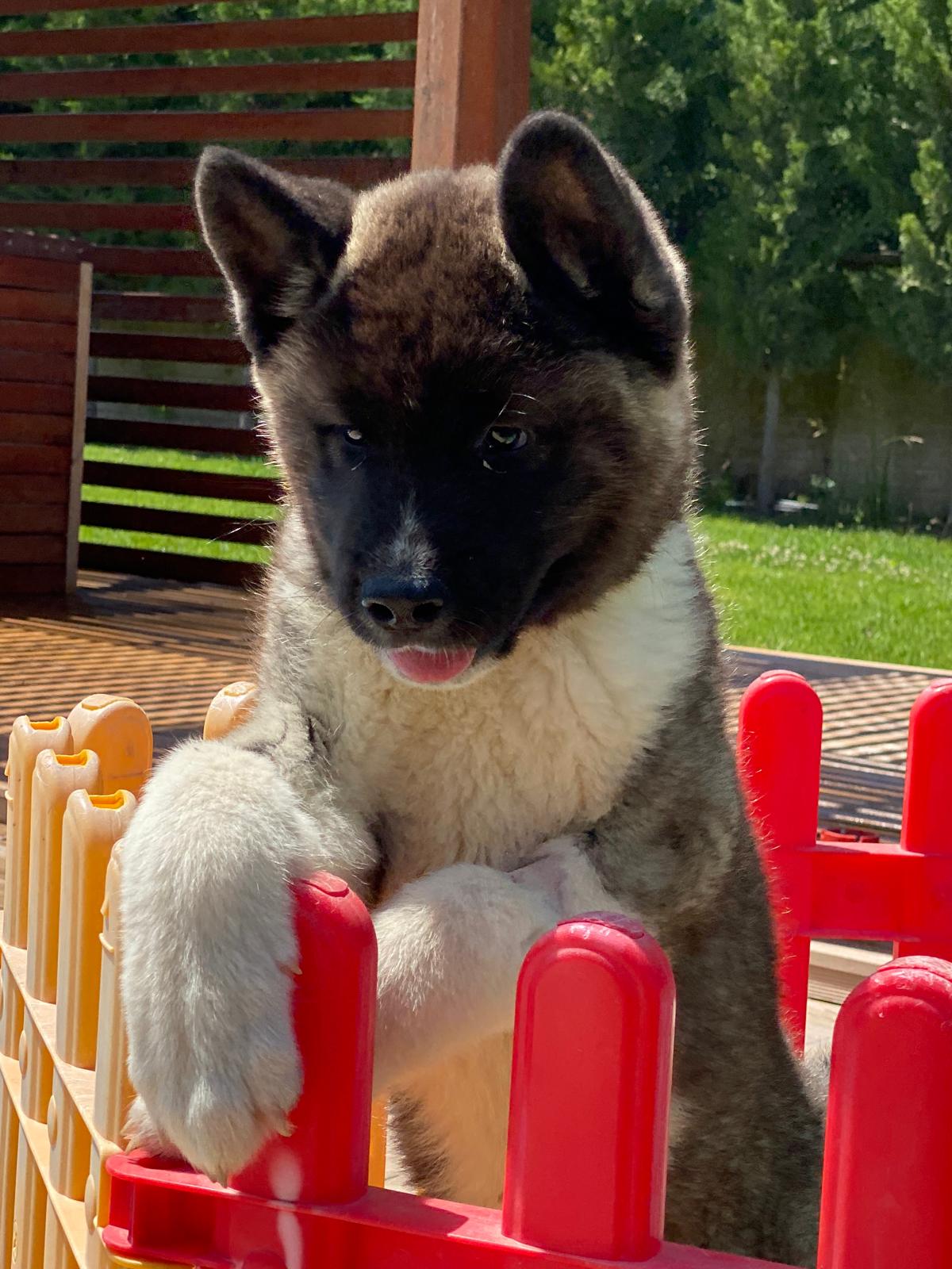 Amerikan Akita İnu - Görsel 4