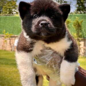 American Akita-İnu Yavrularımız