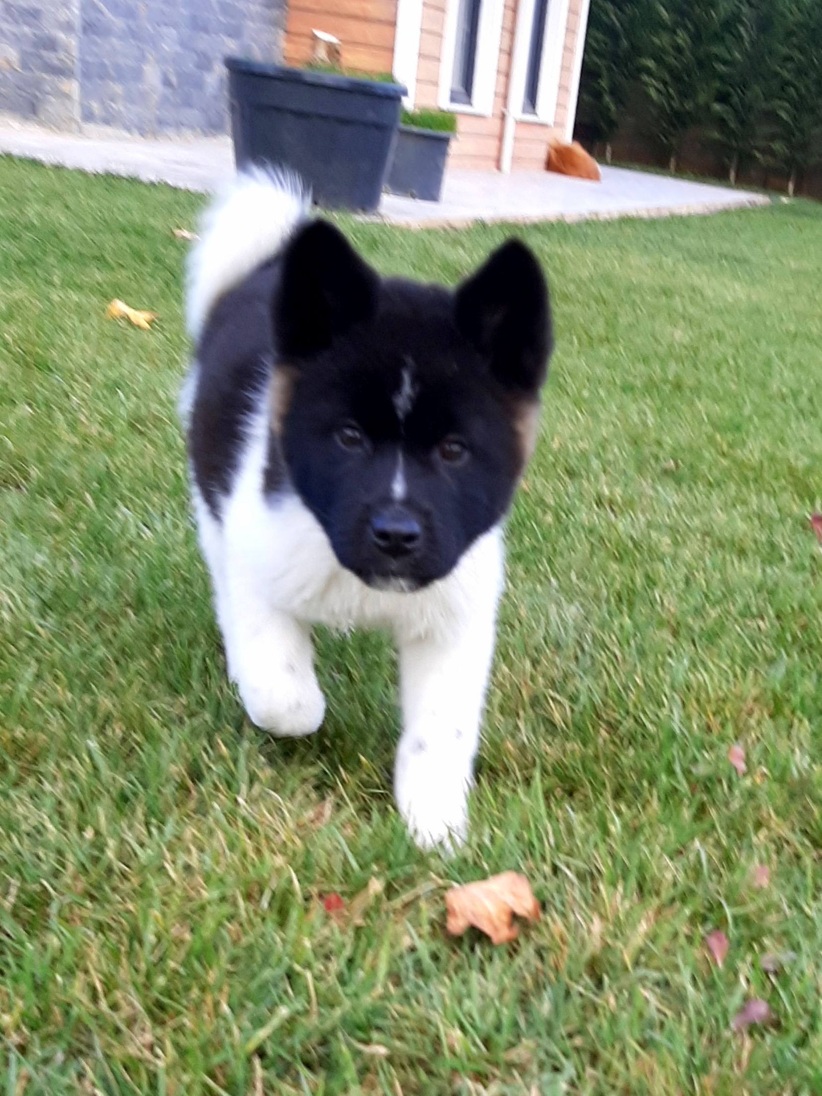 Amerikan Akita İnu