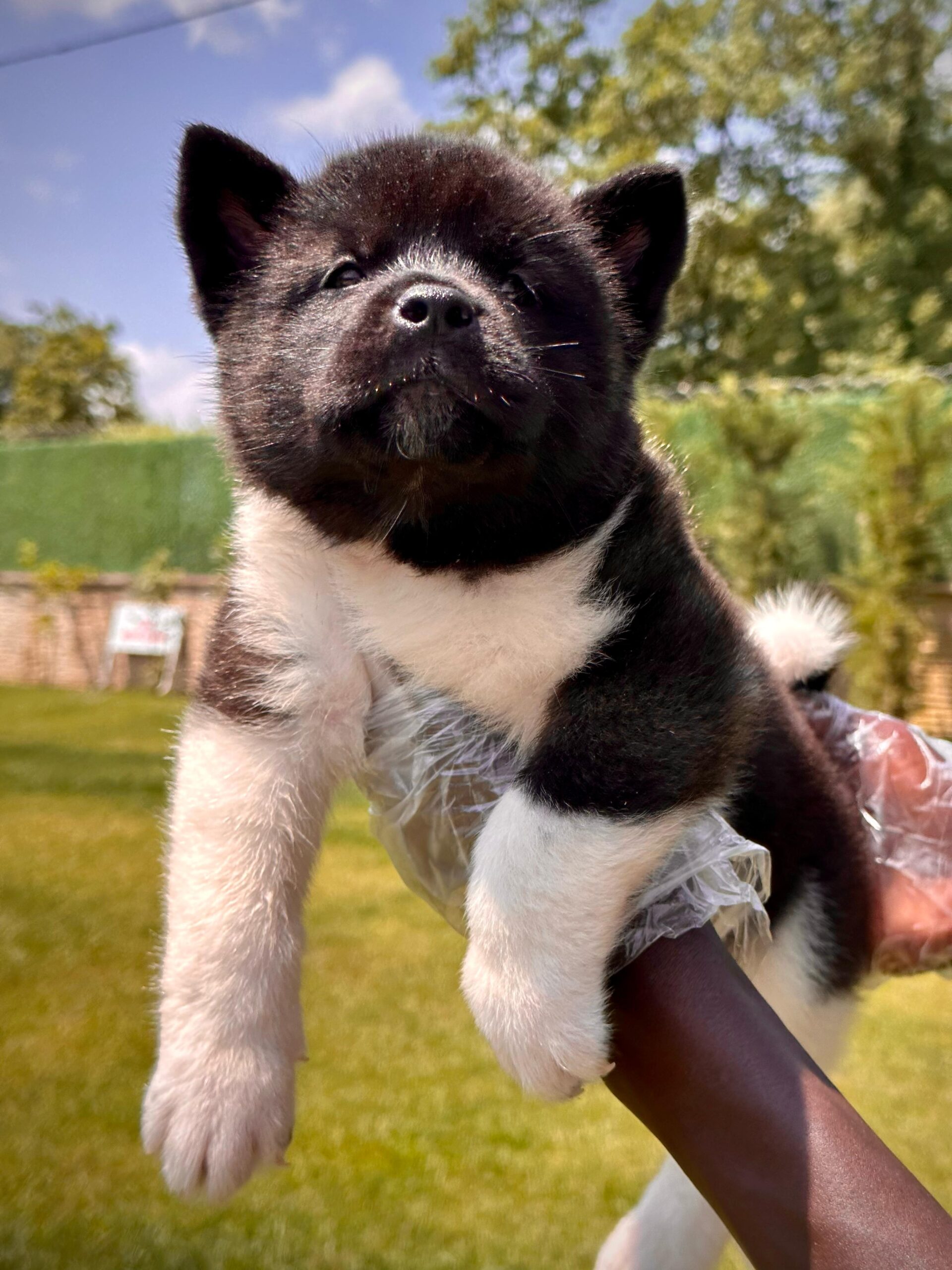 American Akita-İnu Yavrularımız - Görsel 5