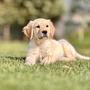 Şampanya Renk Golden Retriever