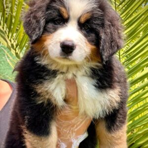 Bernese Mountain Dog Yavrularımız