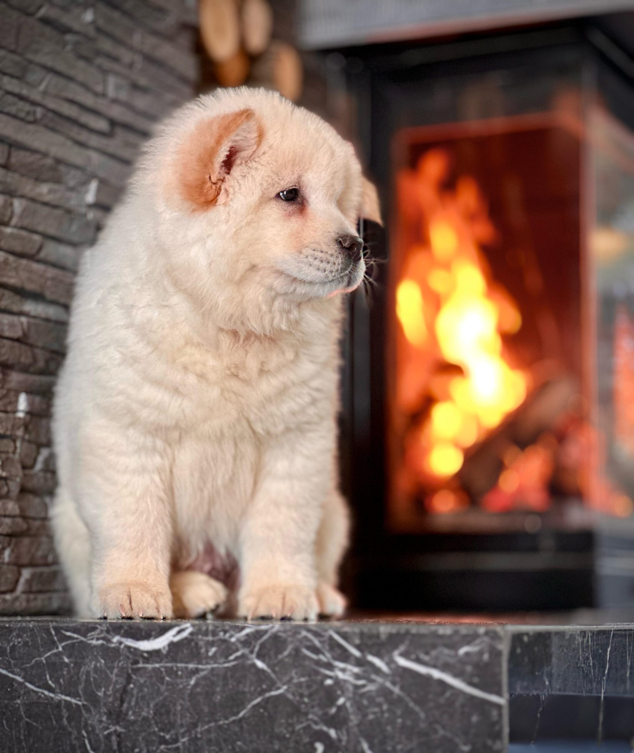 Beyaz Chow Chow - Görsel 3