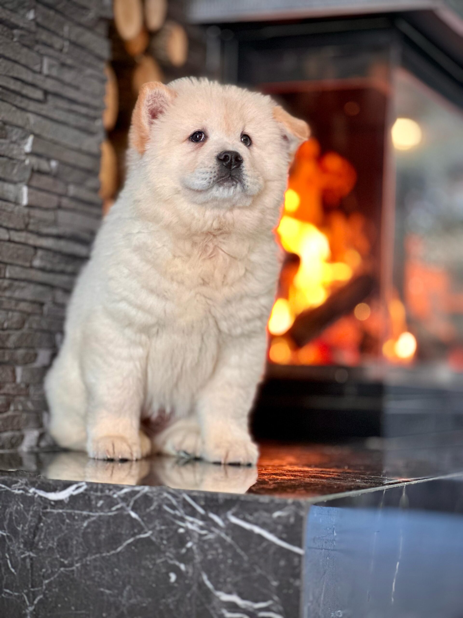 Beyaz Chow Chow - Görsel 4