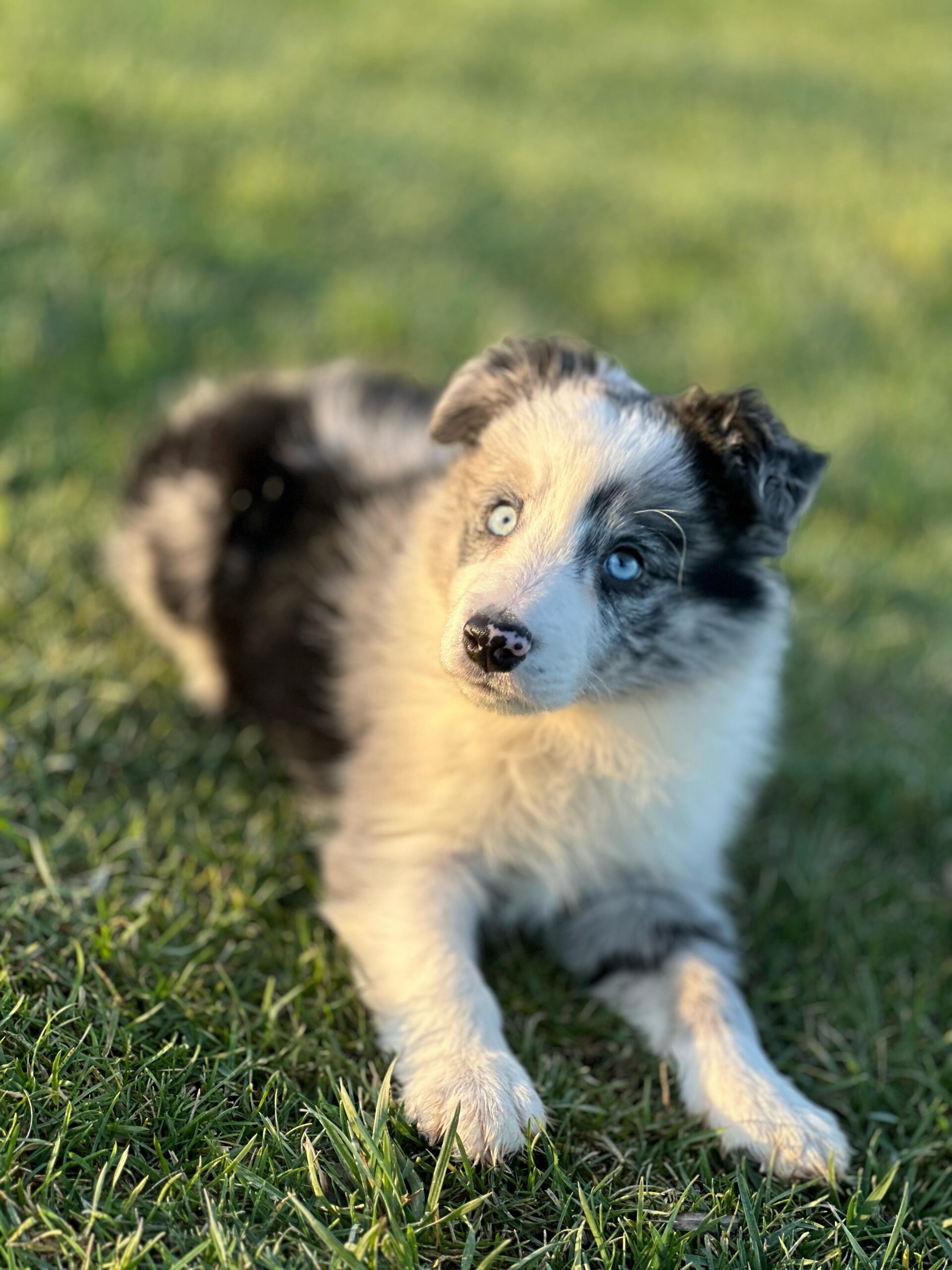 Blue Marley Renkte Border Collie Yavrularımız - Görsel 2