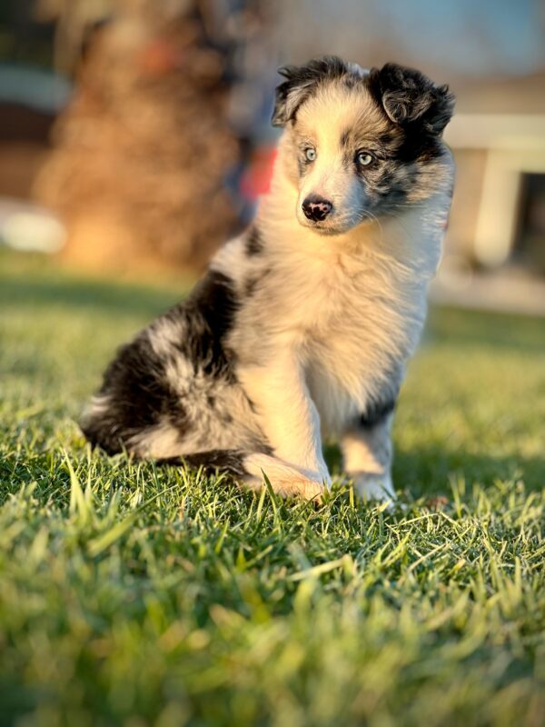 Blue Marley Renkte Border Collie Yavrularımız - Görsel 3