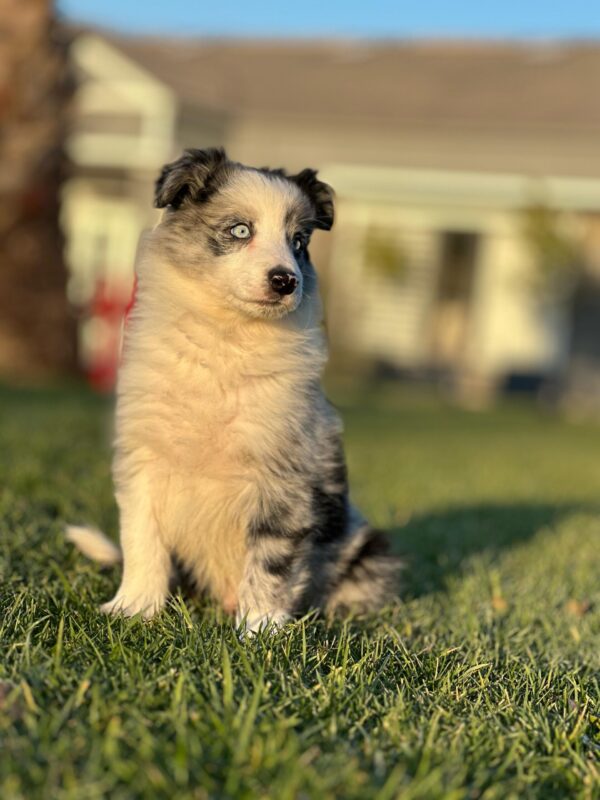 Blue Marley Renkte Border Collie Yavrularımız - Görsel 4
