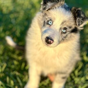Blue Marley Renkte Border Collie Yavrularımız