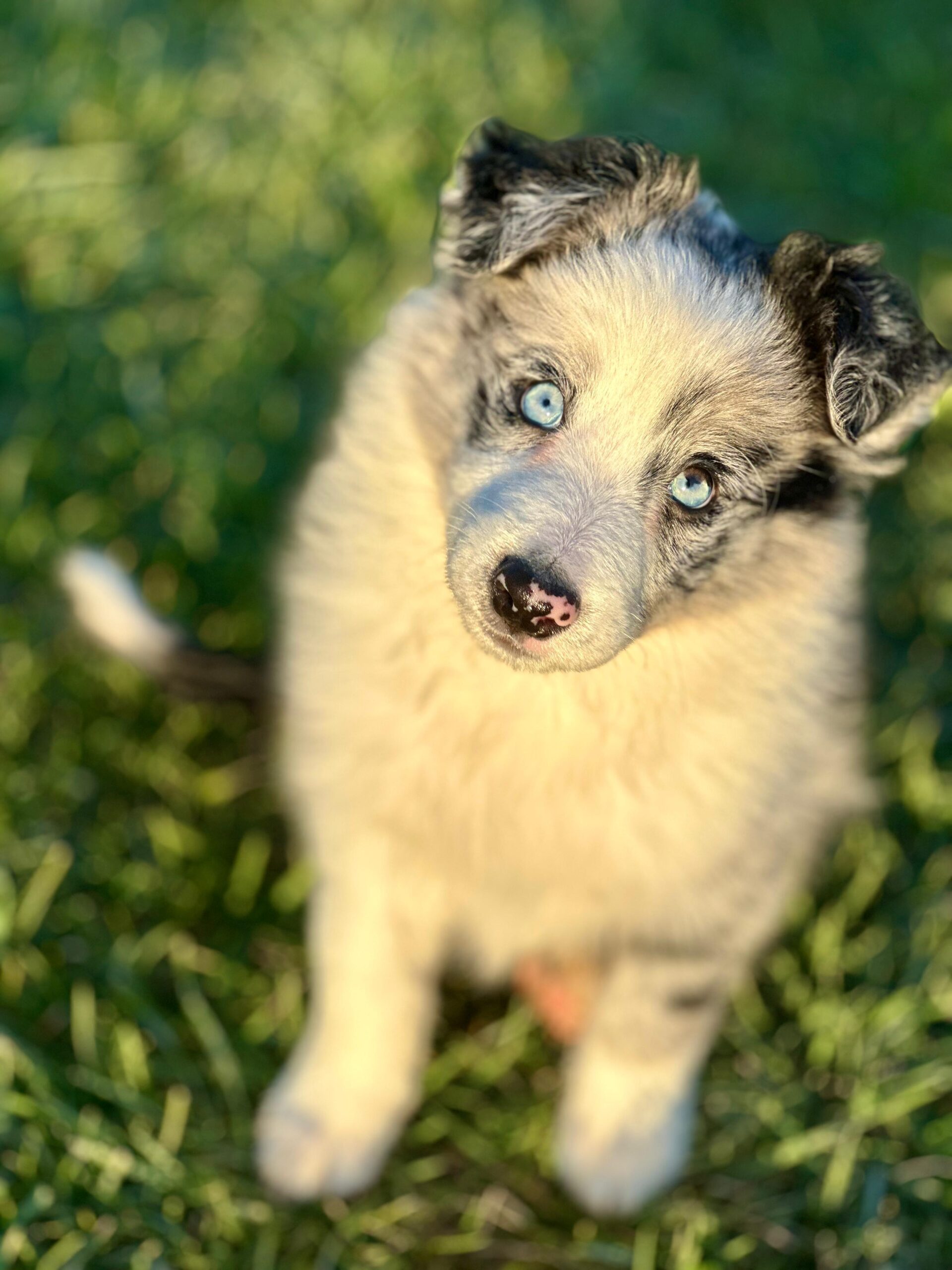 Blue Marley Renkte Border Collie Yavrularımız