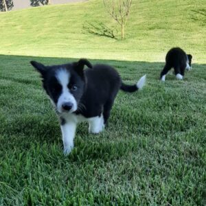 Border Collie