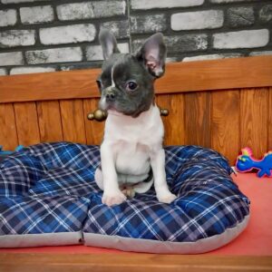 Blue Teen French Bulldog Yavrularımız