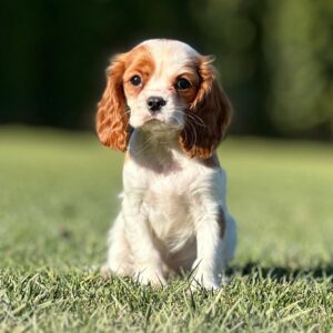Cavalier King Charles Yavrularımız