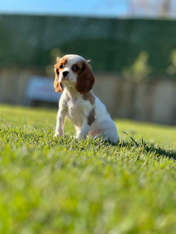 Cavalier King Charles Yavrularımız - Görsel 6