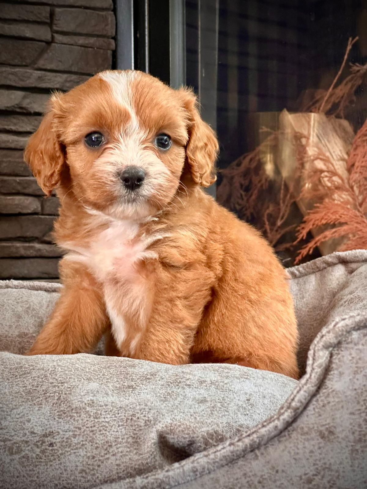 Cavoodle - Görsel 3