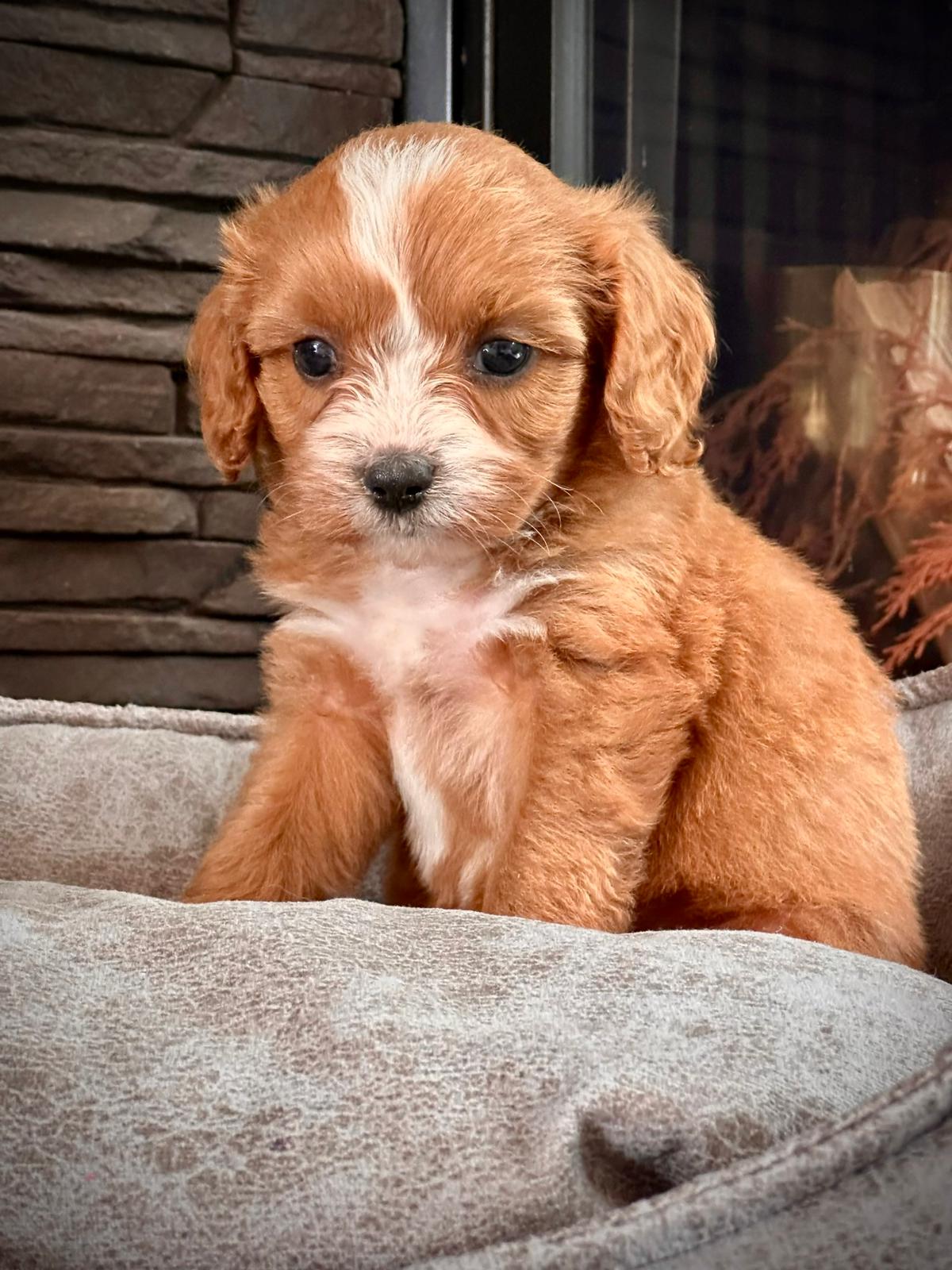 Cavoodle - Görsel 2