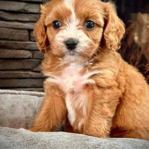 Cavoodle