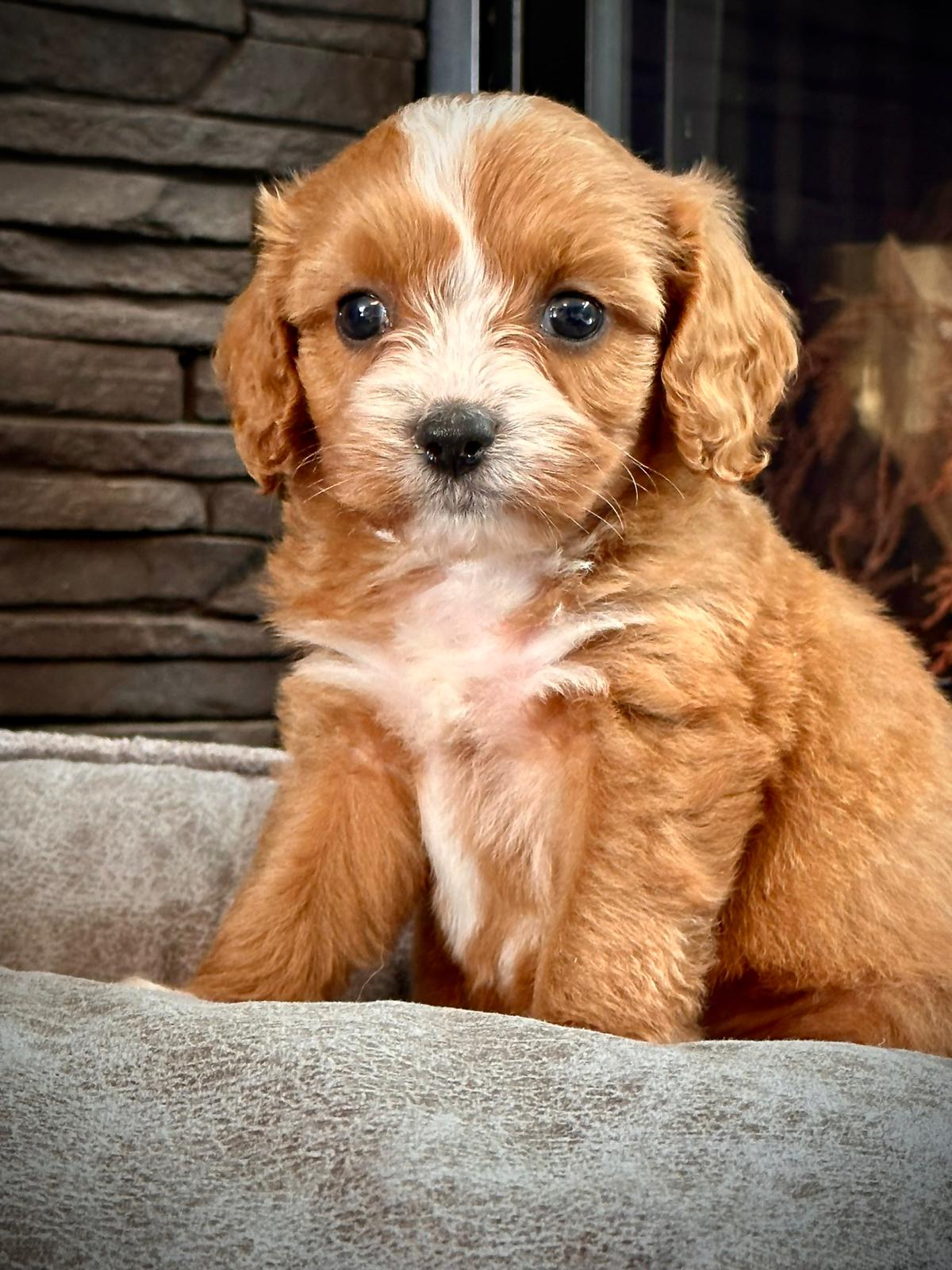 Cavoodle