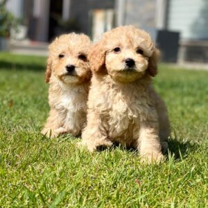 Cavoodle