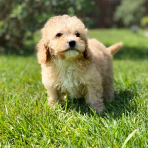 Cavapoo