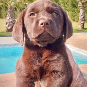 Chocolate Labrador