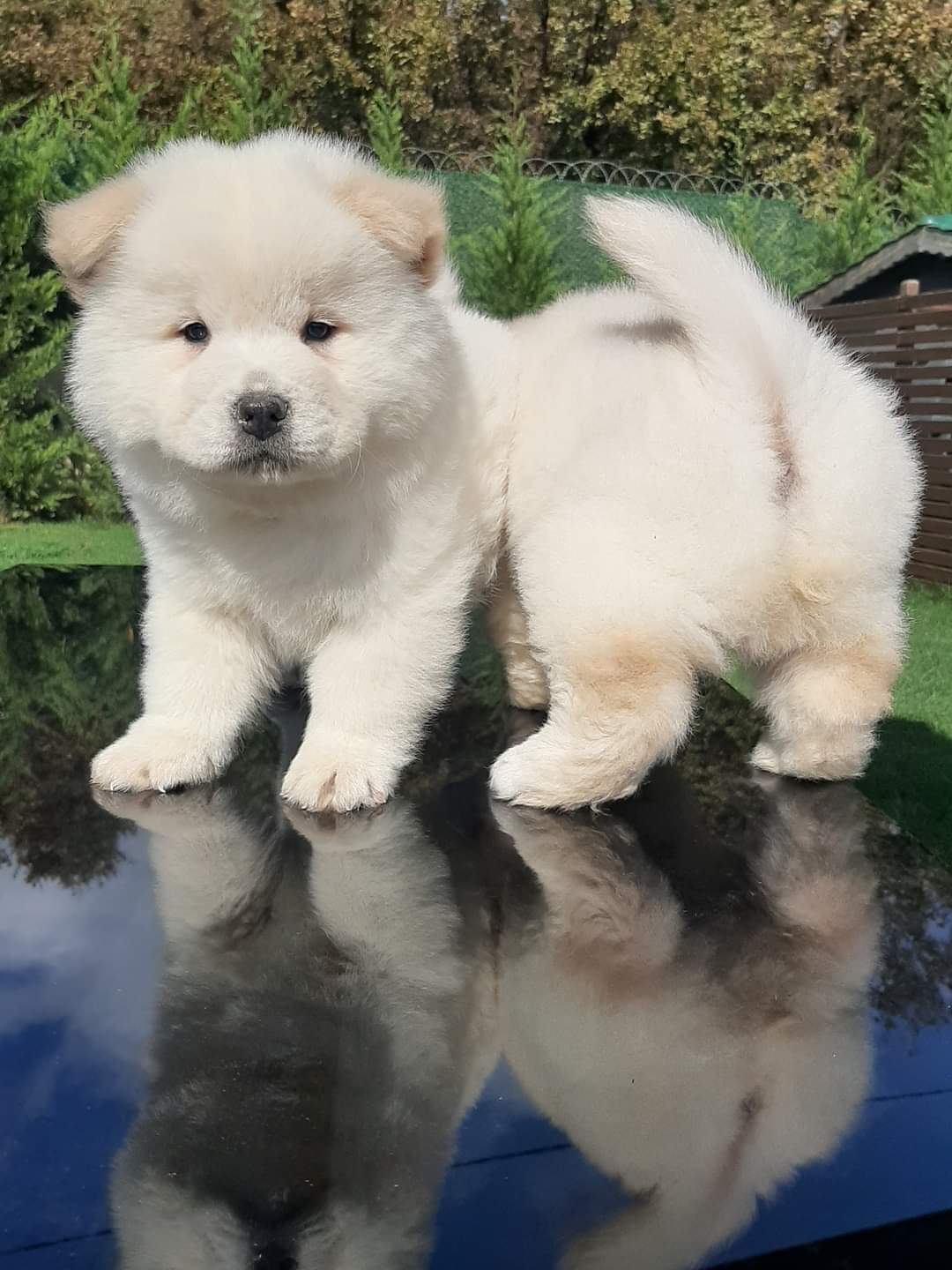 Beyaz Chow Chow
