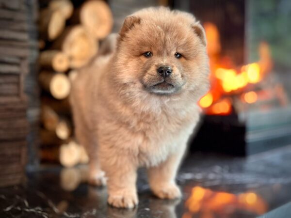 Fawn Renk Chow Chow - Görsel 2