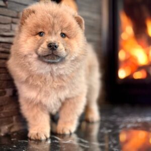 Fawn Renk Chow Chow