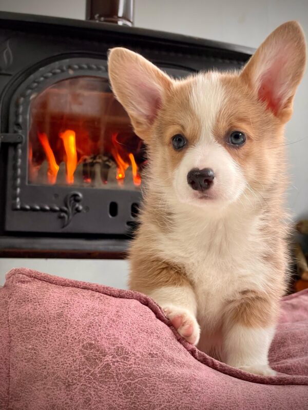 Avrupa Standartlarındaki Çiftlikten Corgi Yavruları - Görsel 3