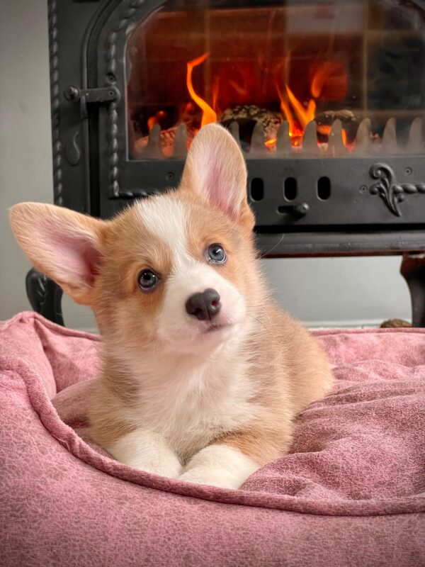 Avrupa Standartlarındaki Çiftlikten Corgi Yavruları - Görsel 2